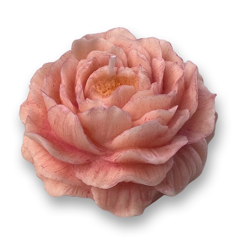 Peony Bloom